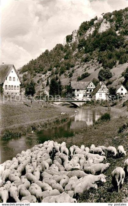 Gundelfingen Muensingen Gasthof Wittstaig Schafherde