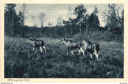 Kurische Nehrung - Ostpreussen