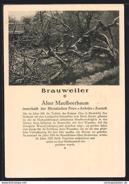 AK Brauweiler / Pulheim, Alter Maulbeerbaum innerhalb der Rheinischen Prov.-Arbeits-Anstalt