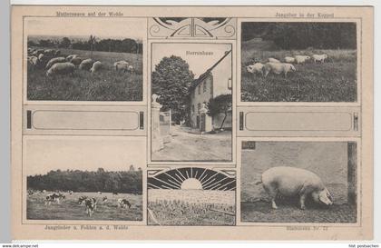 (80579) AK Rittergut Oehna, Mehrbild m. Herrenhaus u. Tiere, 1936