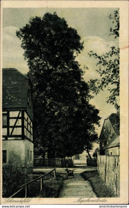 CPA Schmiedefeld Großharthau in Sachsen, Napoleonslinde
