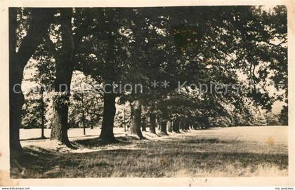 Waldenburg Sachsen Eichenallee im Fuerstlichen Park