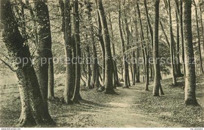 Scharbeutz Ostseebad Waldpartie