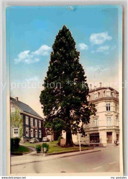 Wermelskirchen Mammutkiefer