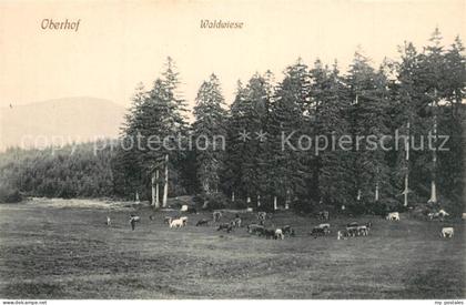 Oberhof Zella-Mehlis Waldwiese