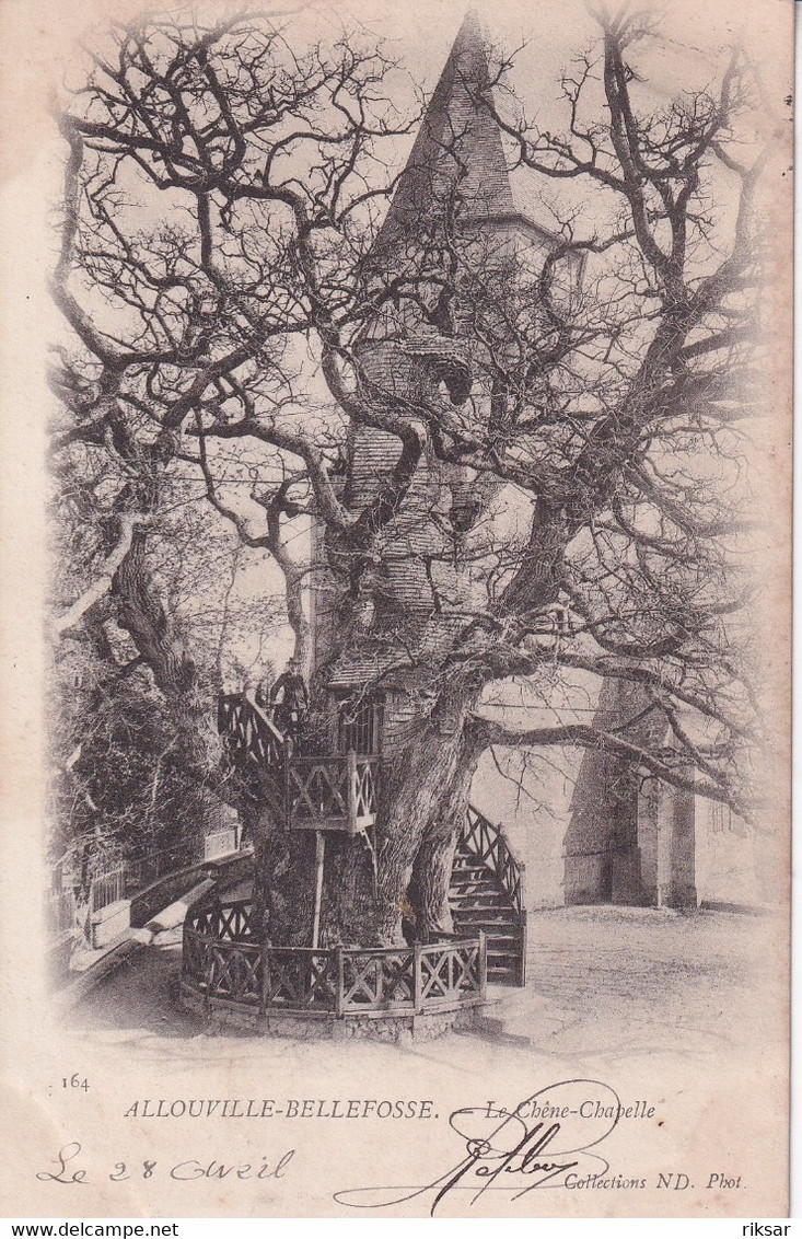 ALLOUVILLE BELLEFOSSE(ARBRE)