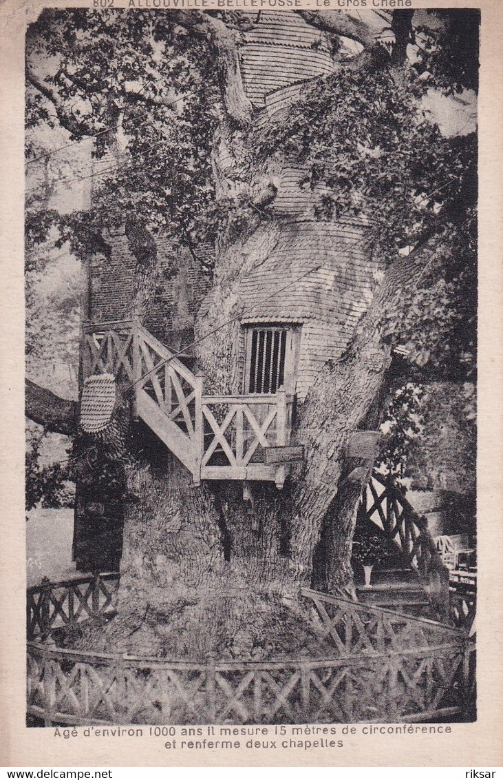 ALLOUVILLE BELLEFOSSE(ARBRE) CHENE