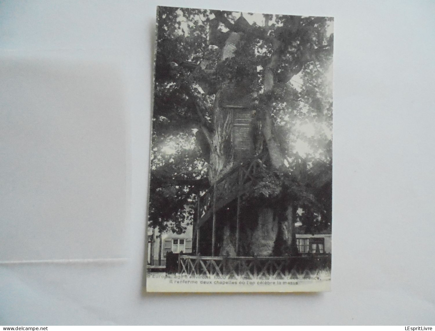 ALLOUVILLE BELLEFOSSE Le Gros Chêne  Carte Postale