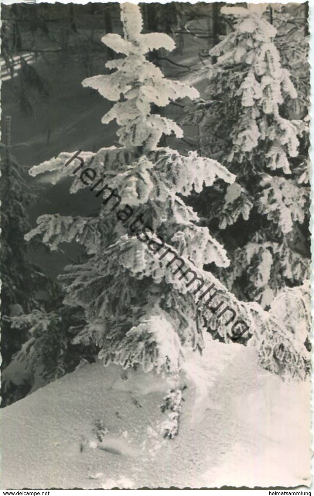 Altenberg - Verschneiter Bergwald - Foto-Ansichtskarte