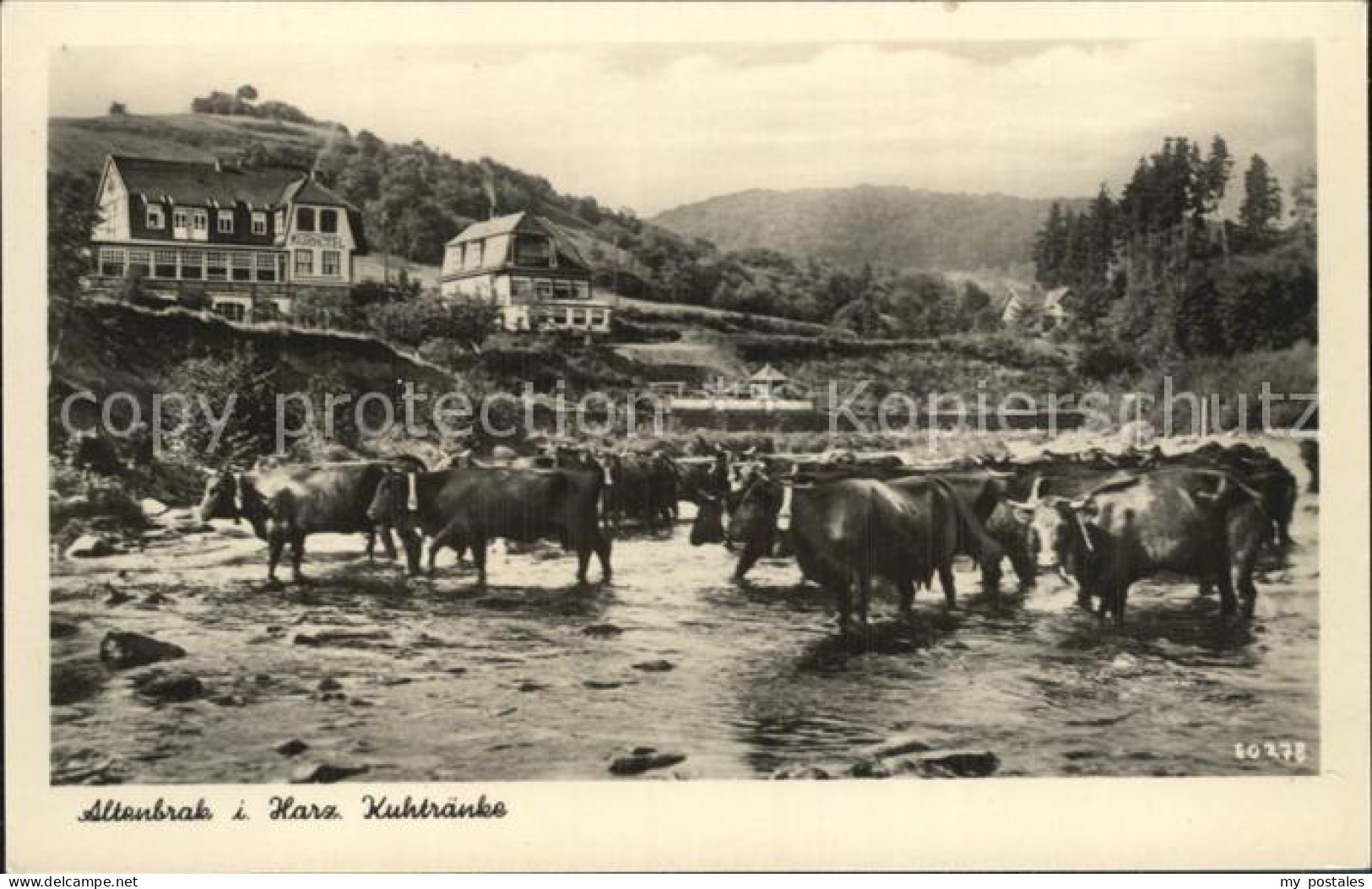 Altenbrak Harz Kuhtraenke
