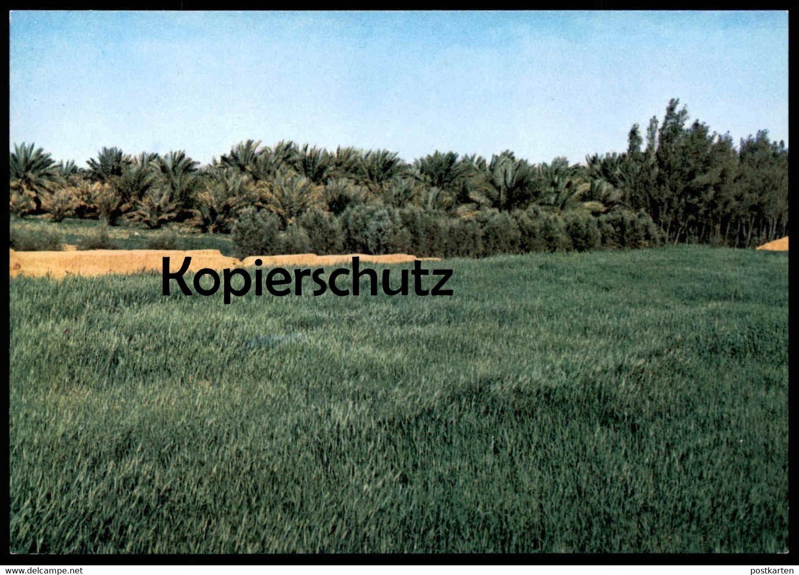 ÄLTERE POSTKARTE ANEIZA CULTIVATED FIELDS Felder Landwirtschaft Saudi Arabia Saudi Arabien postcard cpa AK Ansichtskarte