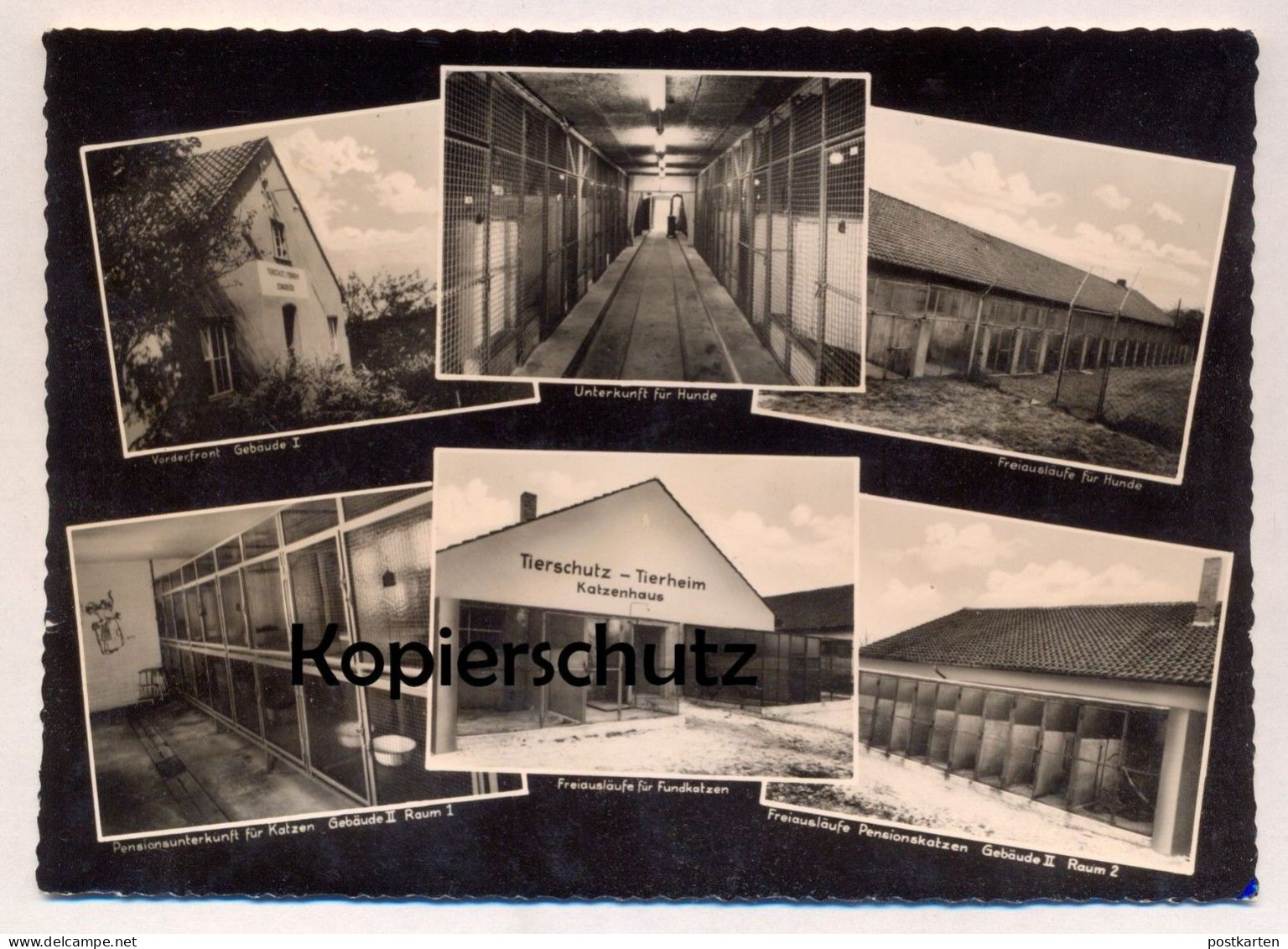 ÄLTERE POSTKARTE OSNABRÜCK TIERSCHUTZ-TIERHEIM HUNDE- KATZEN-HAUS dogs cats home animal shelter asile pour les animaux