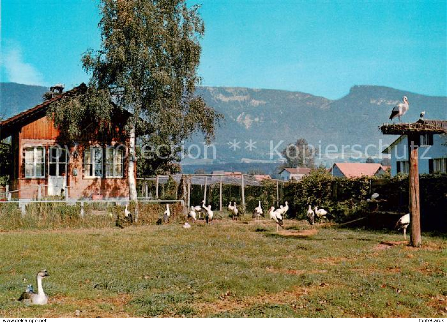 Altreu Selzach Schweizer Vogelwarte Sempach
