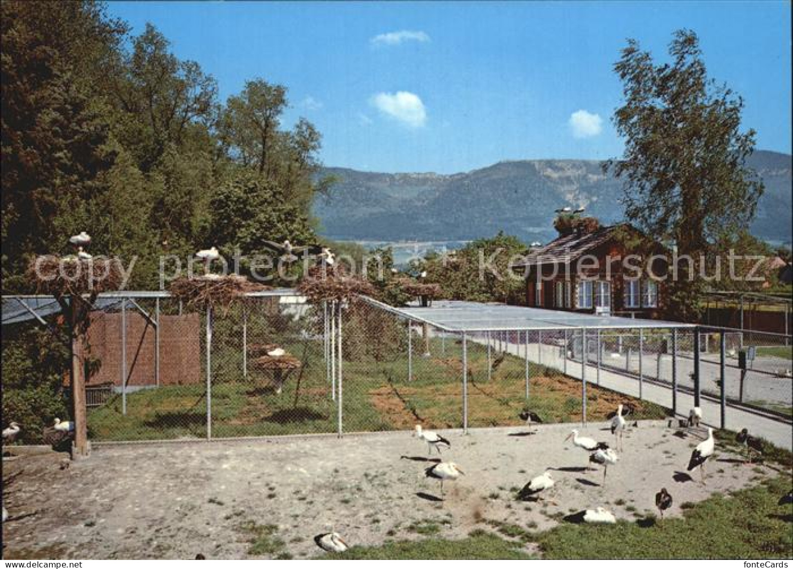 Altreu Selzach Schweizerische Vogelwarte Sempach Stoerche Versuchsgehege