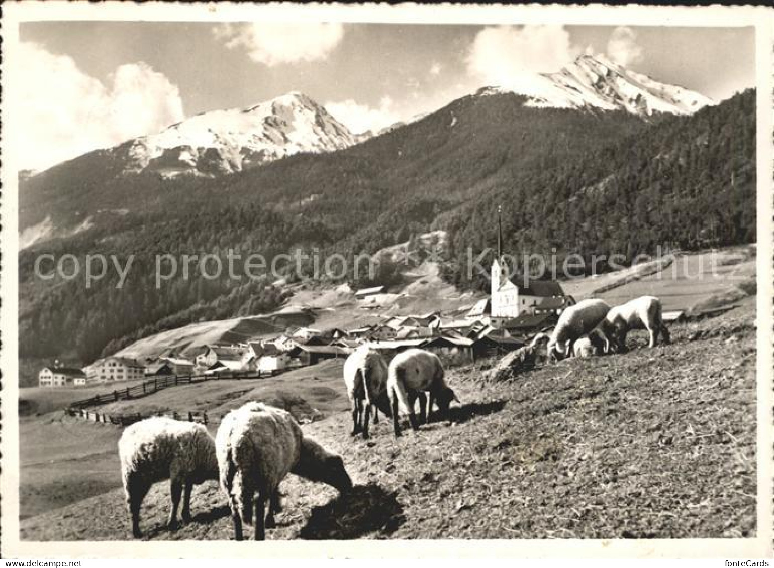 Alvaneu Dorf Teilansicht Schafherde