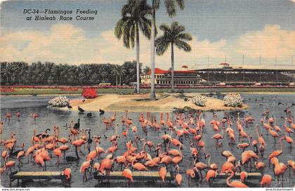Florida FL Flamingos Feeding at Hialeah Race Course gl1952 #164.110