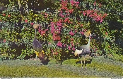 Sarasota Florida Golden crested Cranes from Africa ngl #D2847
