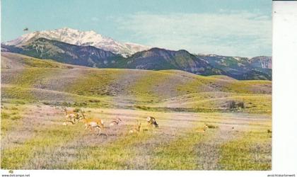 Antelopes and the Rocky Mountains ngl #27.882