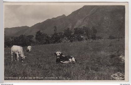 (43813) Foto AK Sabana de Bogota, Kolumbien, Jungrinder 1930er