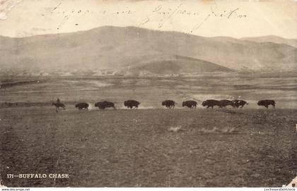 CPA Buffalo chase - chase de bisons - oblitéré a phoenix en 1908