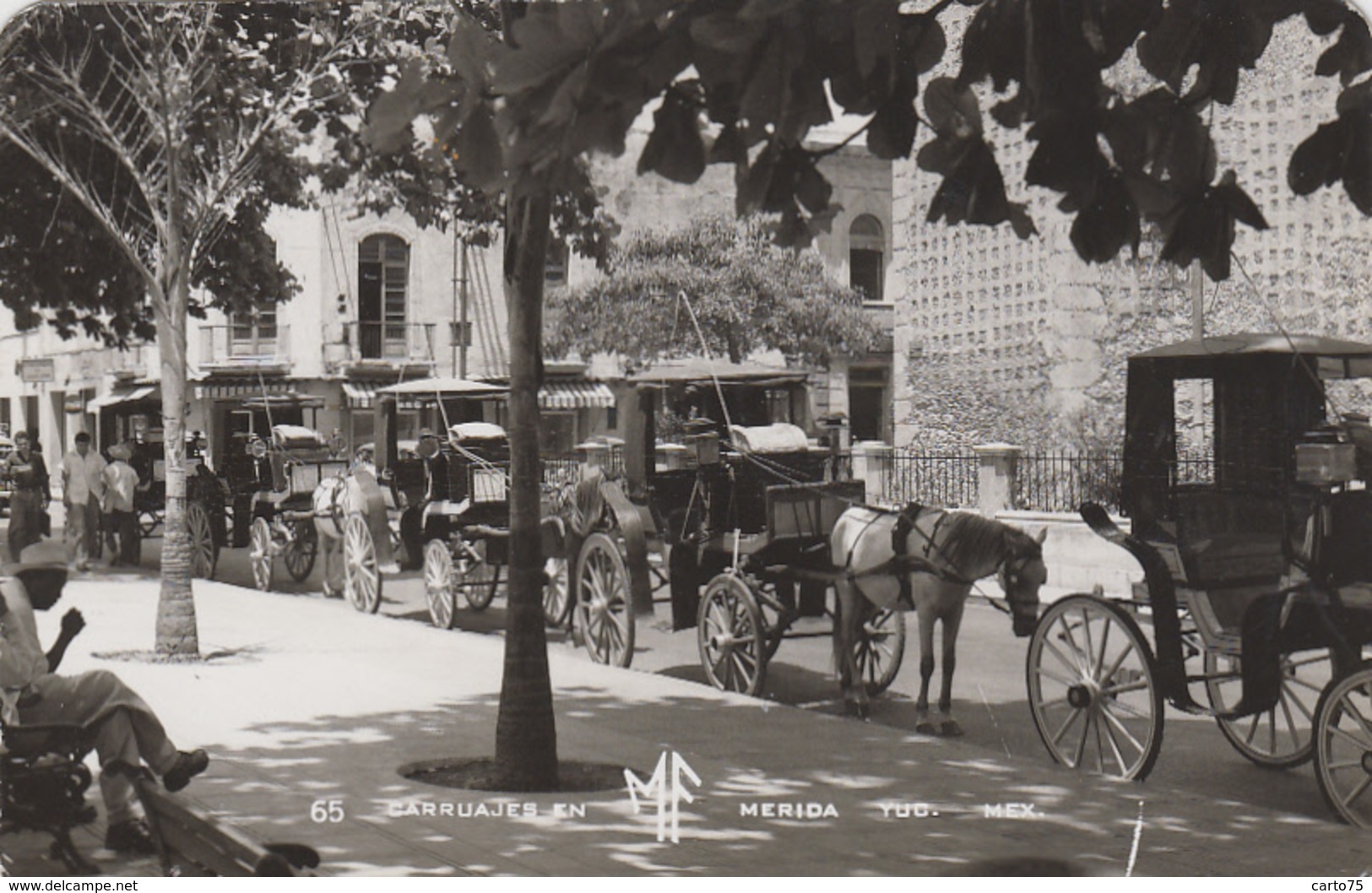 Amérique - Mexique Mexico - Merida - Carruajes en Merida - Attelage chevaux - Calèches  Foto