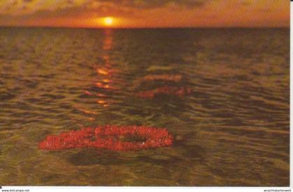 Hawaii HI Hawaiin Flower floating shoreward ngl #223.614