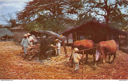 El Salvador - Manera original de molienda de azucar - Ed. El Siglo, Steiner C5850