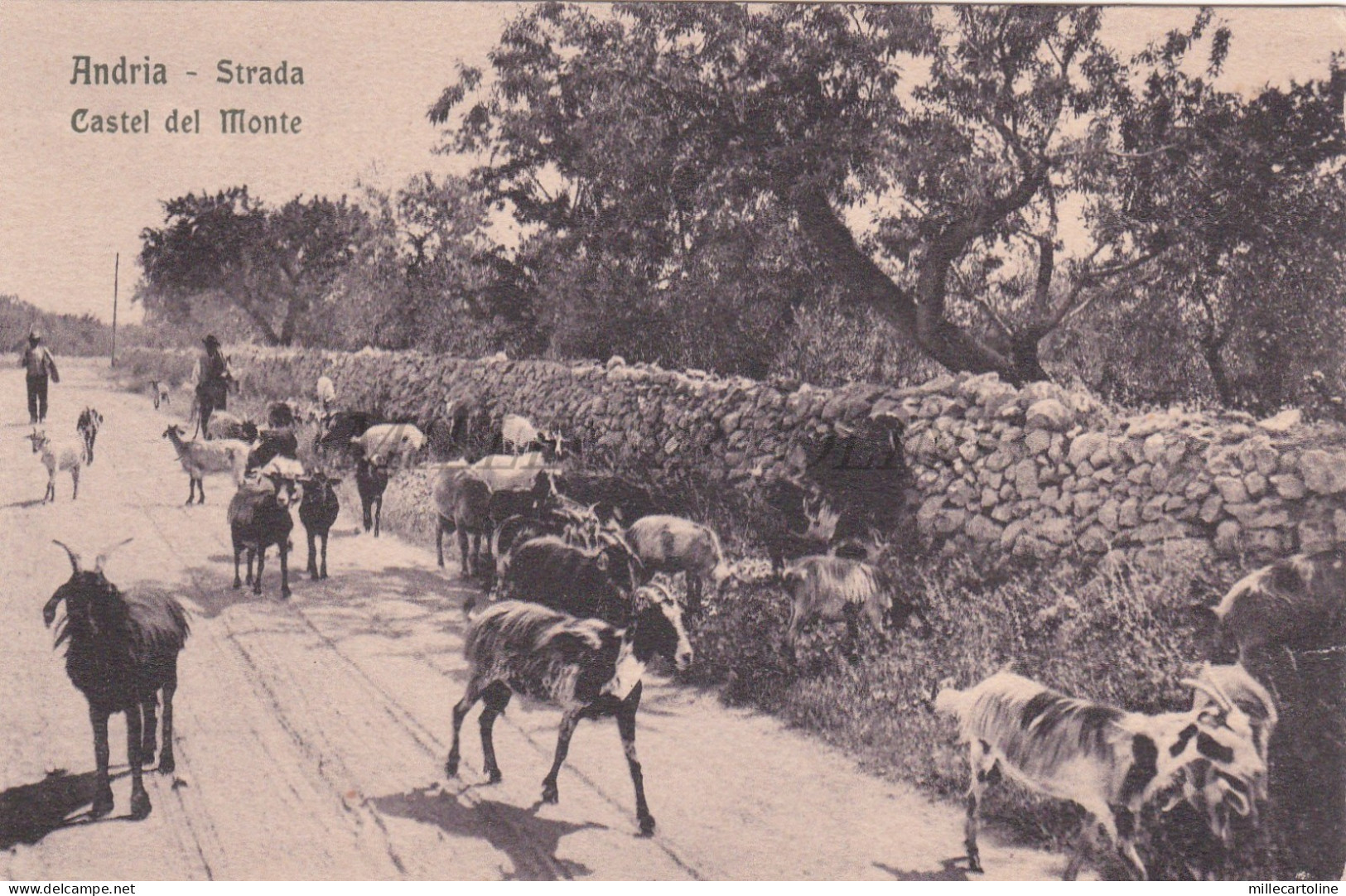 ANDRIA - Castel del Monte, Cartolina