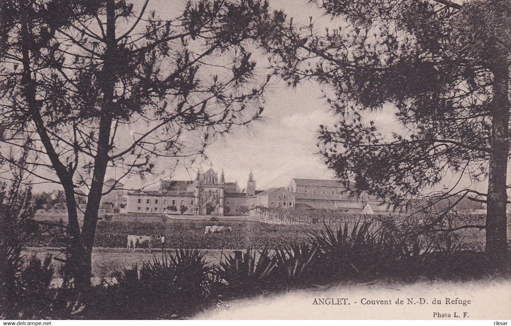 ANGLET(ARBRE)
