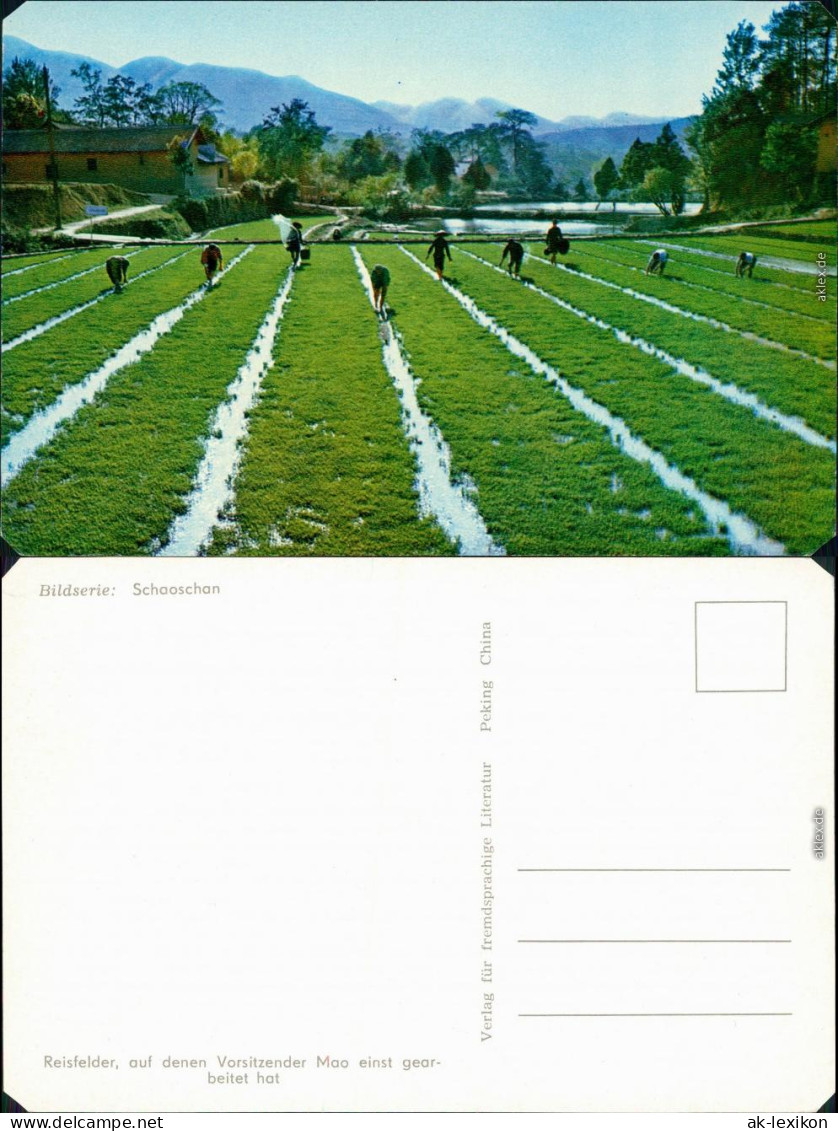 Ansichtskarte China (Allgemein) Reisfeld in China 1980