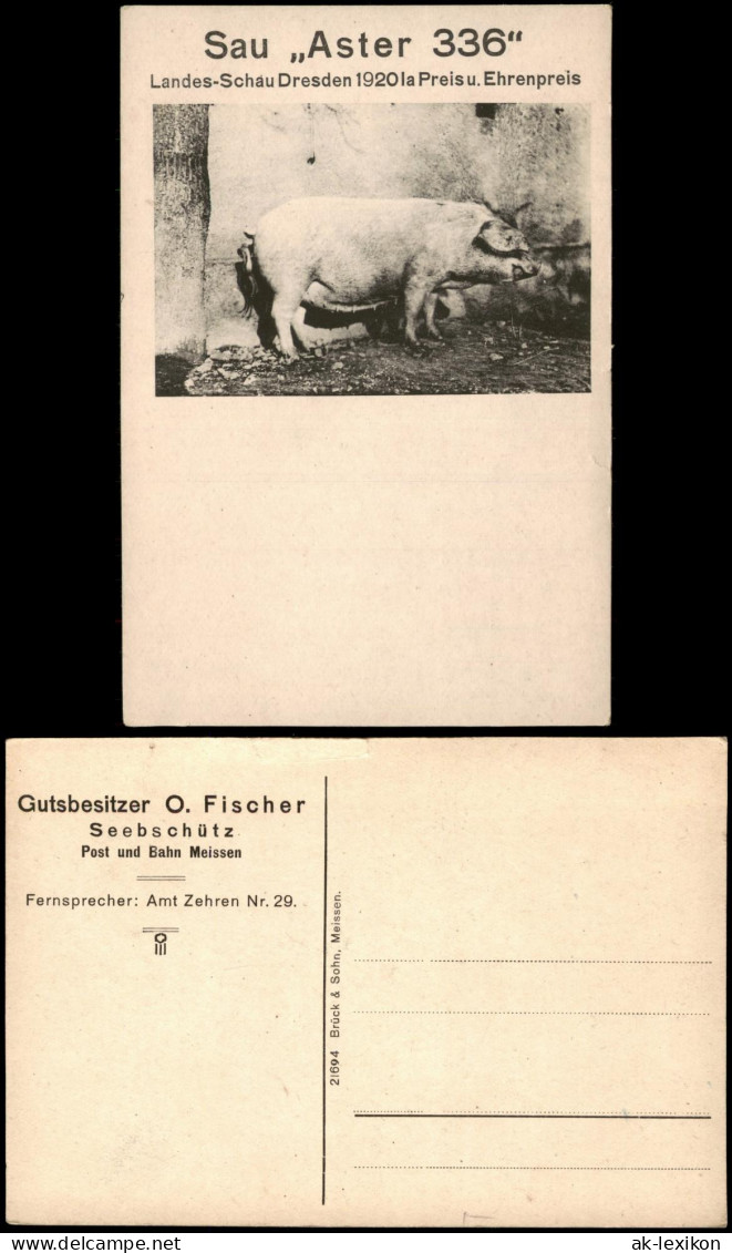 Ansichtskarte Dresden Landesschau Sau Aster 336 Gutsbesitzer Seebschütz 1920
