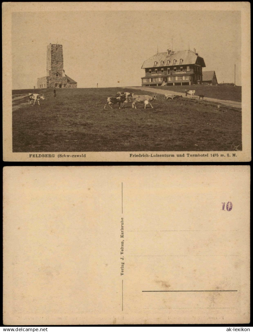 Ansichtskarte Feldberg (Schwarzwald) Feldberg (1500m) Schwarzwald - Kühe 1928