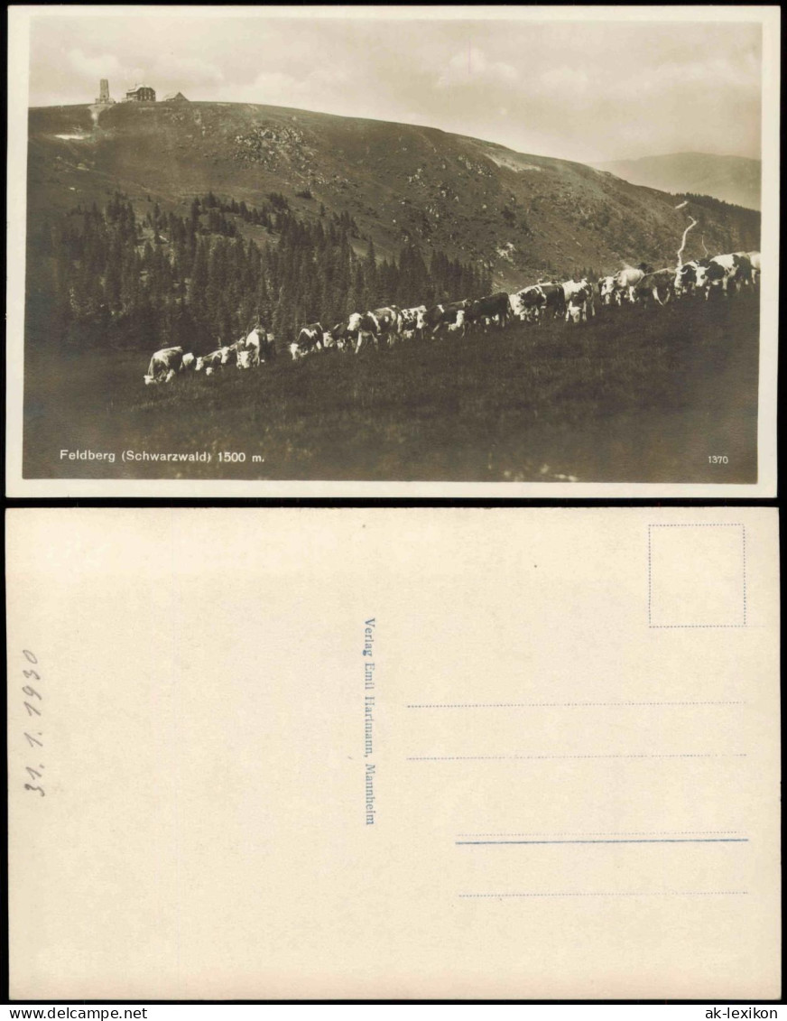 Ansichtskarte Feldberg (Schwarzwald) Feldberg (1500m) Schwarzwald Kuherde 1930