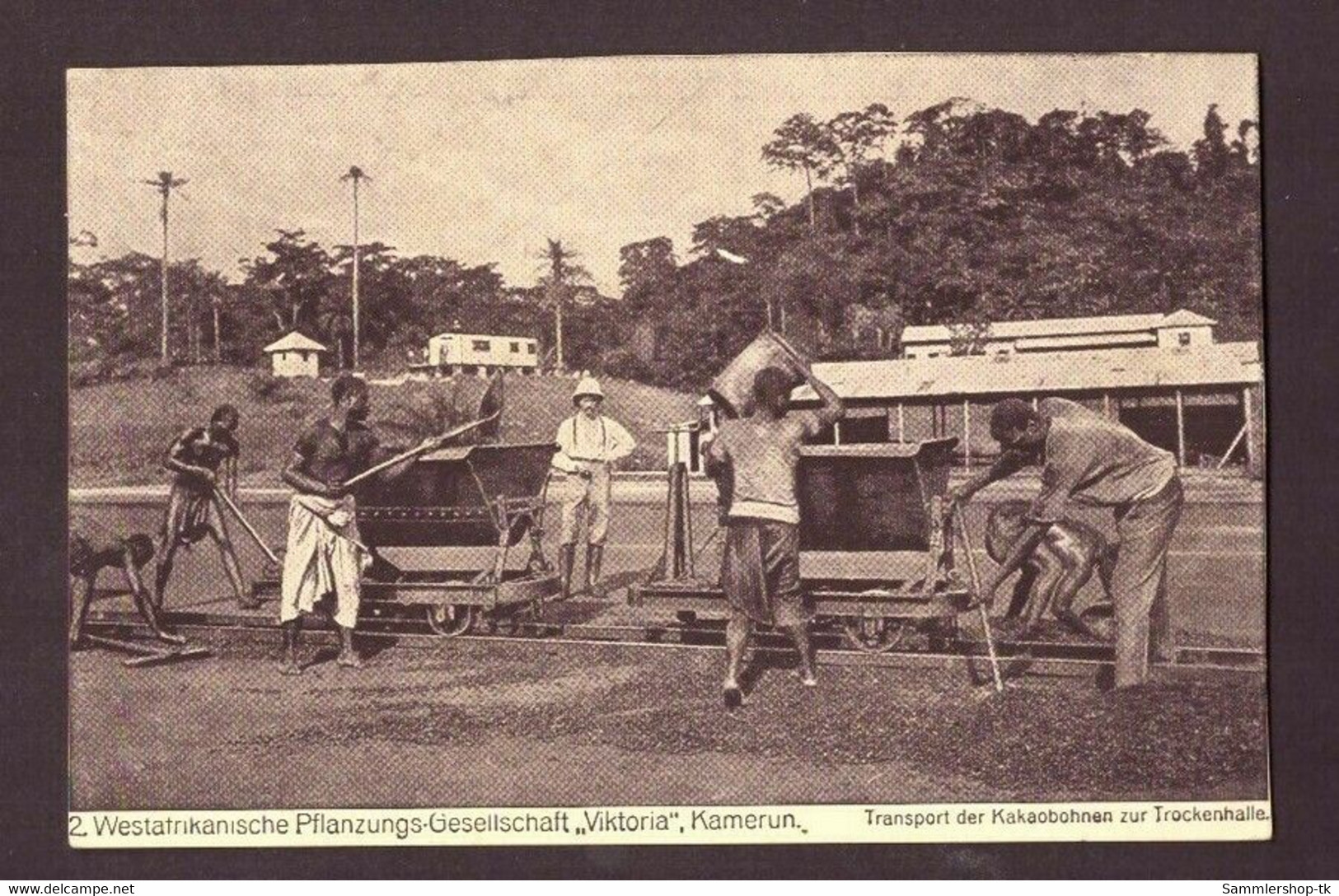 Ansichtskarte Kamerun Transport der Kakaobohnen zur Trockenhalle