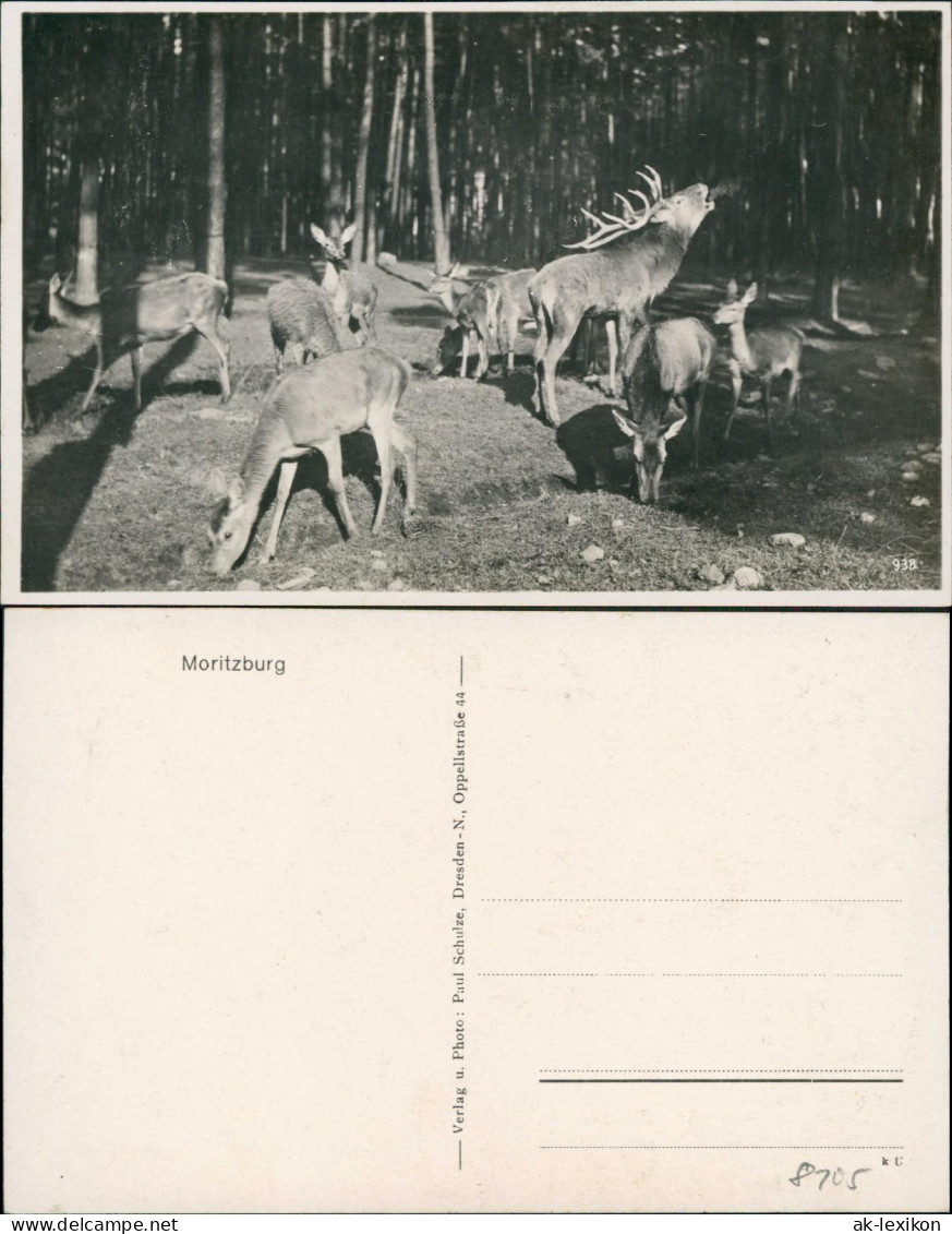 Ansichtskarte Moritzburg Moritzburg Wildgehege - Fotokarte 1930