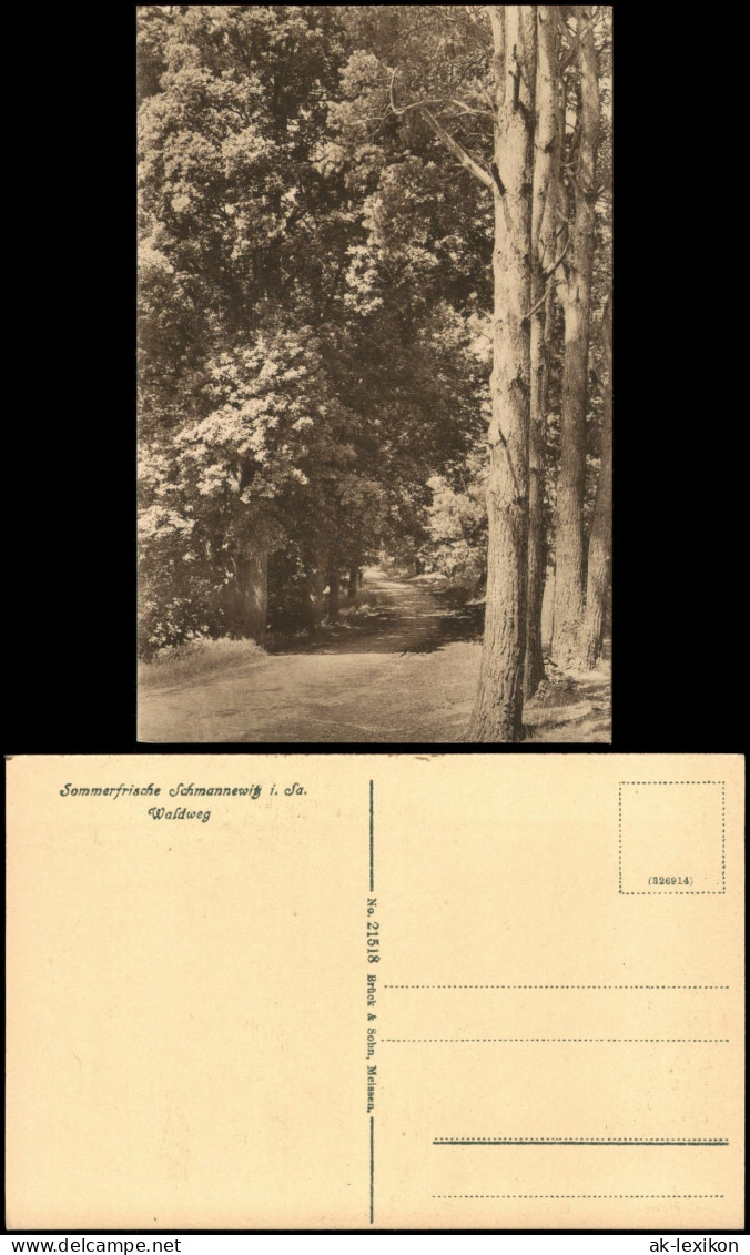 Ansichtskarte Schmannewitz-Dahlen Waldweg 1920