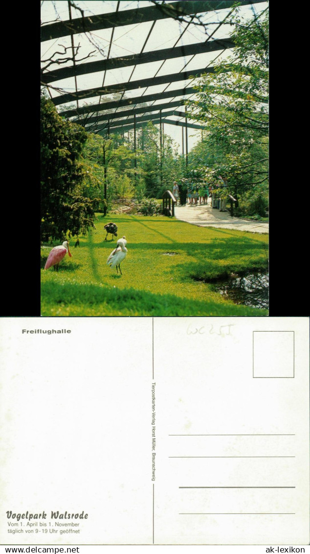 Ansichtskarte Walsrode Vogelpark Walsrode Freiflughalle 1980