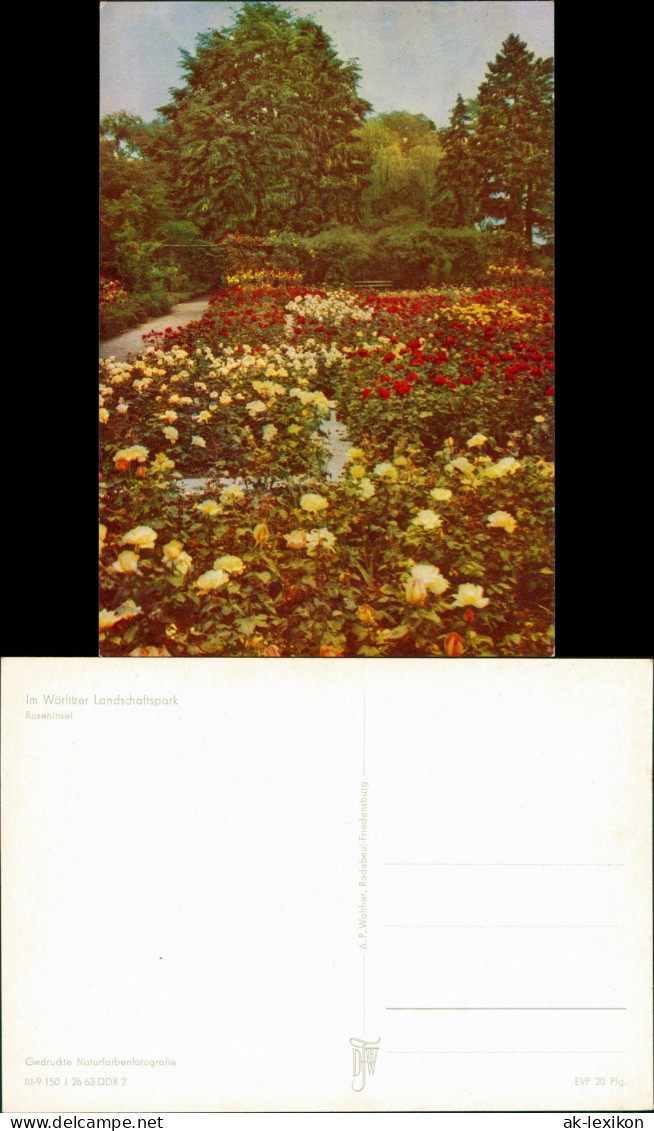 Ansichtskarte Wörlitz-Oranienbaum-Wörlitz Landschaftspark Wörlitz 1963