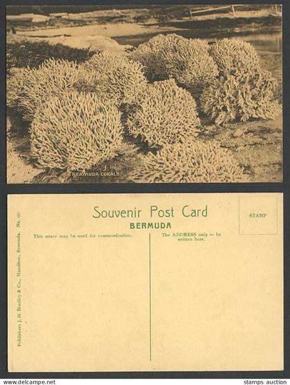 Bermuda Corrals Old Postcard Corral - J.H. Bradley & Co. Hamilton Bermuda No.60