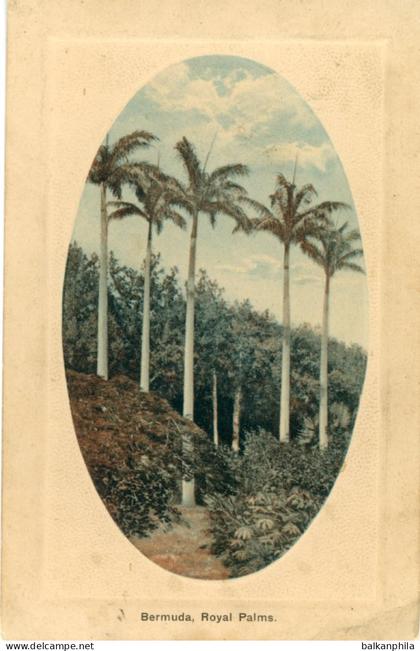 Bermuda Royal Palms