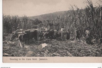 BOUTING IN THE CANE FIELD
