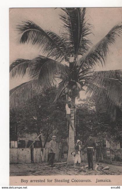 BOY ARRESTED FOR STEALING COCOANUTS