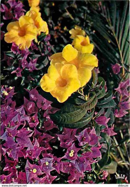 Carte Postale - Antilles - Fleurs des Antilles - Alamanda et Bougainvillier - CPM - Voir Scans Recto-Verso - Poscard - C