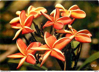 Carte Postale - Antilles - Fleurs des Antilles - Frangipaniers - CPM - Voir Scans Recto-Verso - Poscard - Carta Postal -