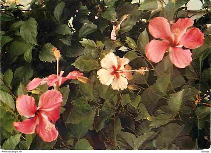 Carte Postale - Antilles - Fleurs des Antilles - Hibiscus - CPM - Voir Scans Recto-Verso - Poscard - Carta Postal -  Pos