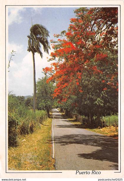 lot408 puerto rico country road