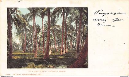Puerto Rico - Cocoanut grove - Publ. Detroit Photographic Co.