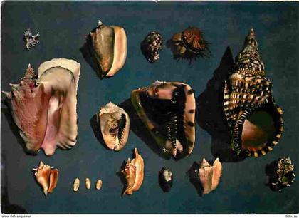 Carte Postale - Antilles - Coquillages des Antilles - CPM - Voir Scans Recto-Verso - Poscard - Carta Postal -  Postkarte