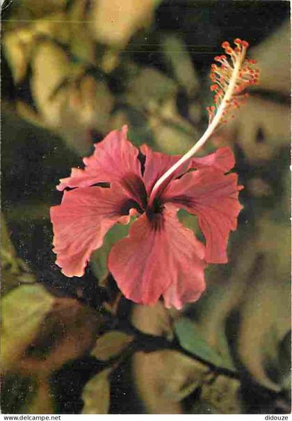 Carte Postale - Antilles - Fleurs des Antilles - Hibiscus - CPM - Voir Scans Recto-Verso - Poscard - Carta Postal -  Pos