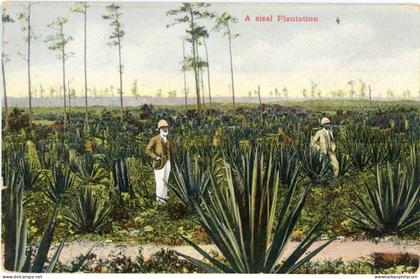 Bahamas Sisal Plantation